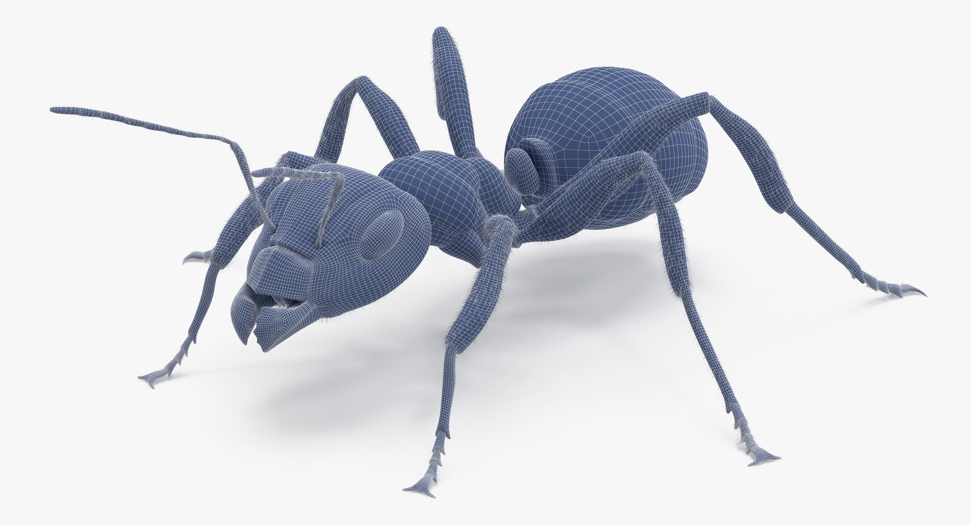 ant poses 3d model https://p.turbosquid.com/ts-thumb/IO/JRIUZE/txOxVhKm/ant_wireframe_0001/jpg/1437948619/1920x1080/fit_q87/7f9b757e3b2ff75b4ecf1365ba3f48bf0da7af1d/ant_wireframe_0001.jpg