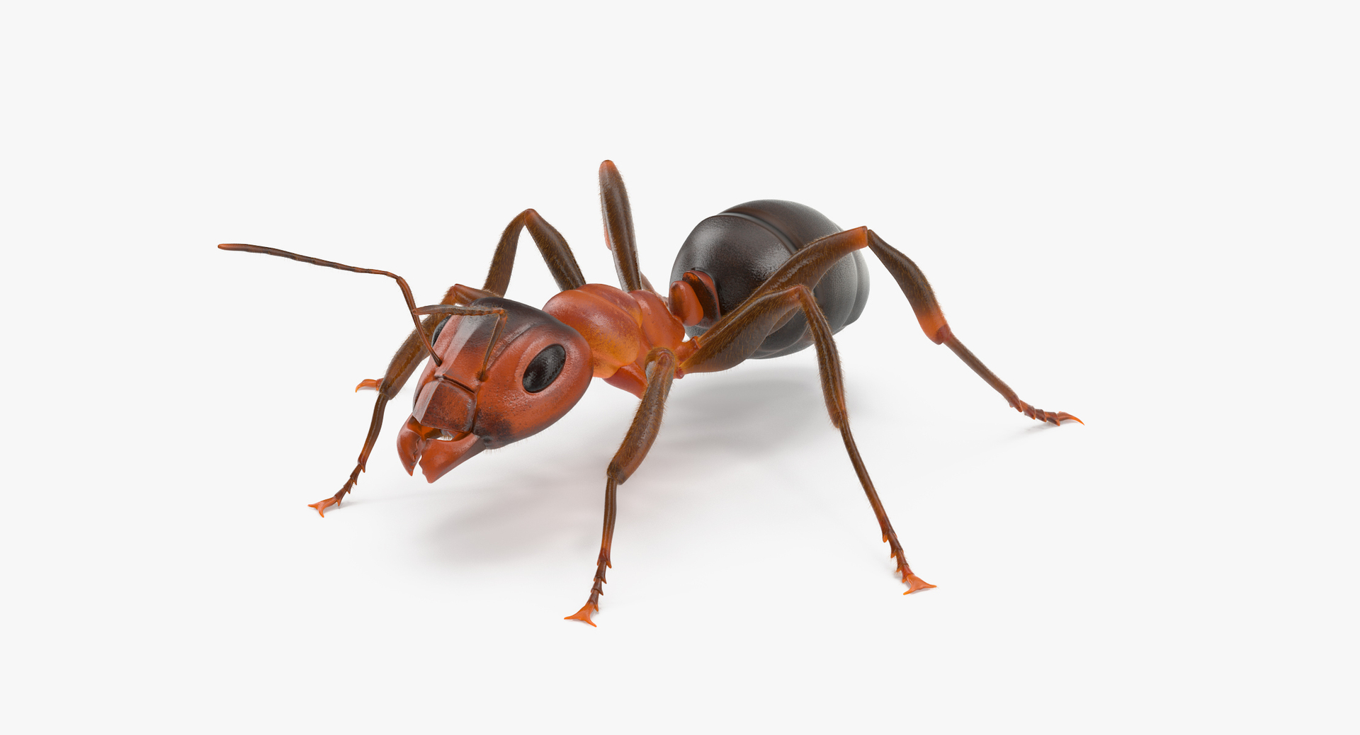 ant poses 3d model https://p.turbosquid.com/ts-thumb/IO/JRIUZE/vnPhTkMF/00/jpg/1437948772/1920x1080/turn_fit_q99/1438b90b44902f1498357d82f4287171d55270fe/00-1.jpg