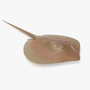 Atlantic Stingray