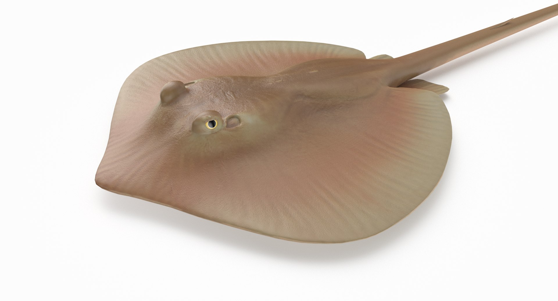 3D Atlantic Stingray Model - TurboSquid 1418155