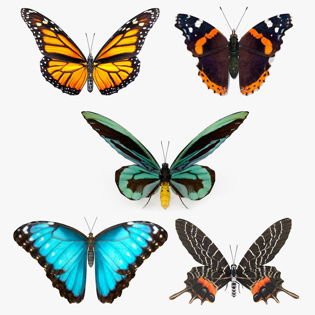 Rigged Butterflies Collection 4 3D model preview