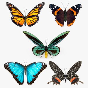 3D Rigged Butterflies Collection 4