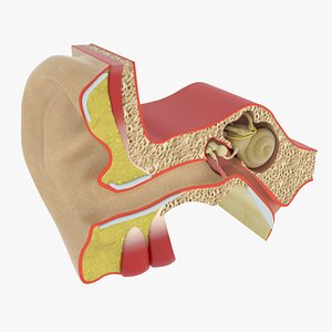 3d anatomy ear model