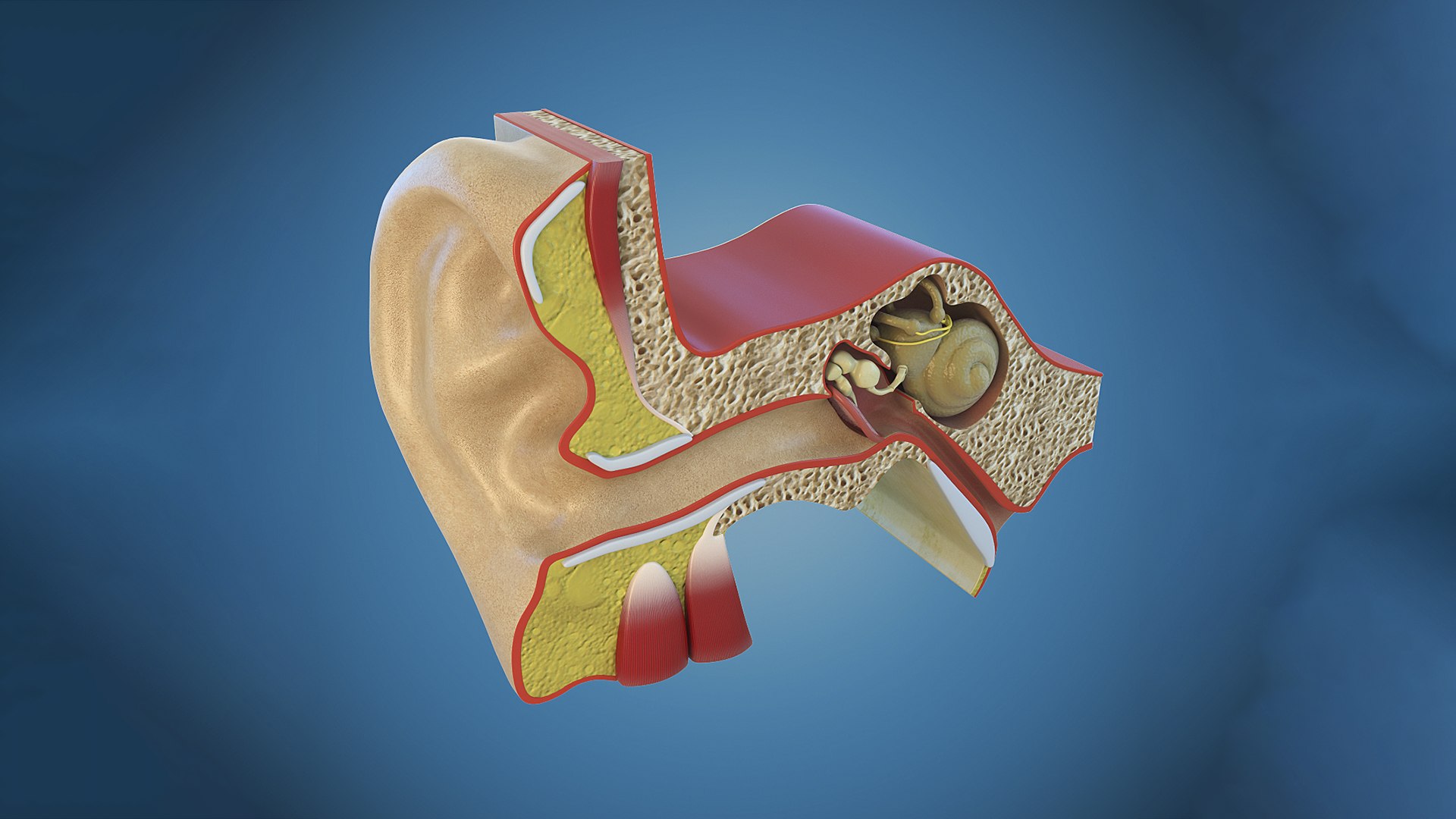 3d Anatomy Ear Model