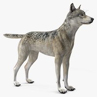 Timber Wolf