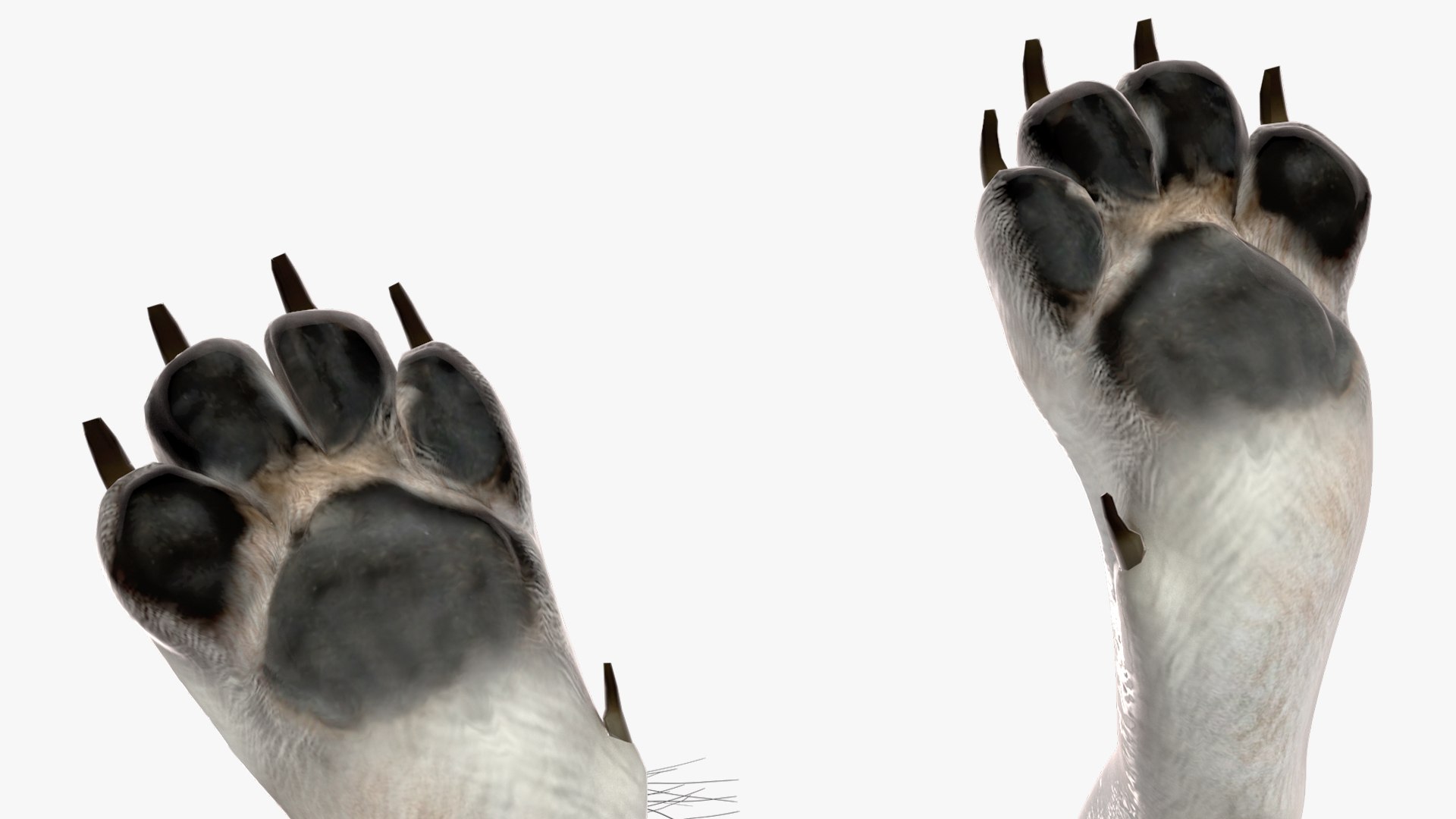 3D Timber Wolf - TurboSquid 2217941