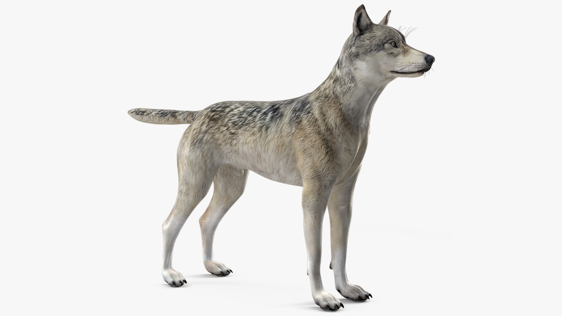 Timber Wolf 3D model preview