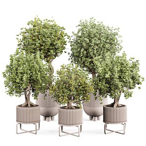 indoor Plant Set 010