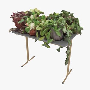 Pot Plants on Table