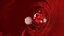Bloodstream
