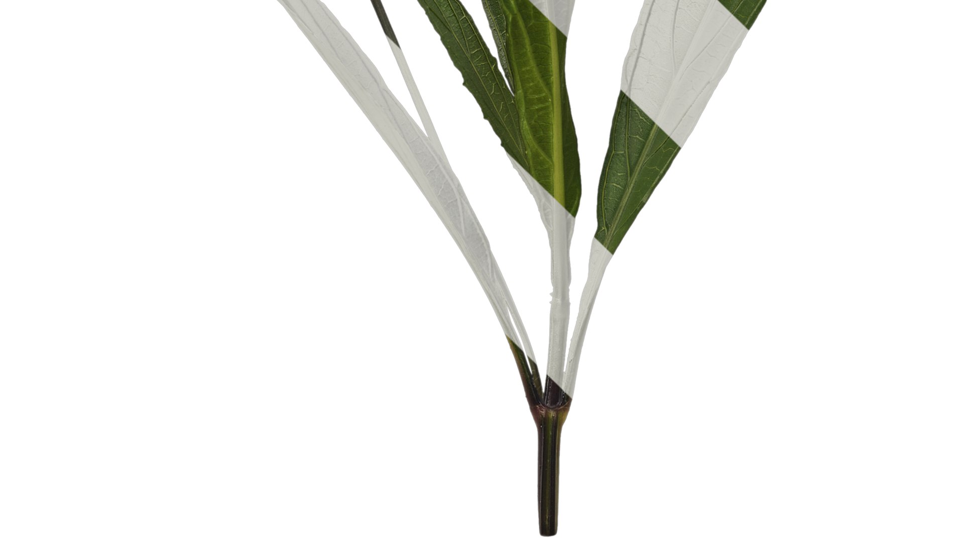 3D Anydrafts Ruellia Simplex Atlas 04 Textures - TurboSquid 2358479