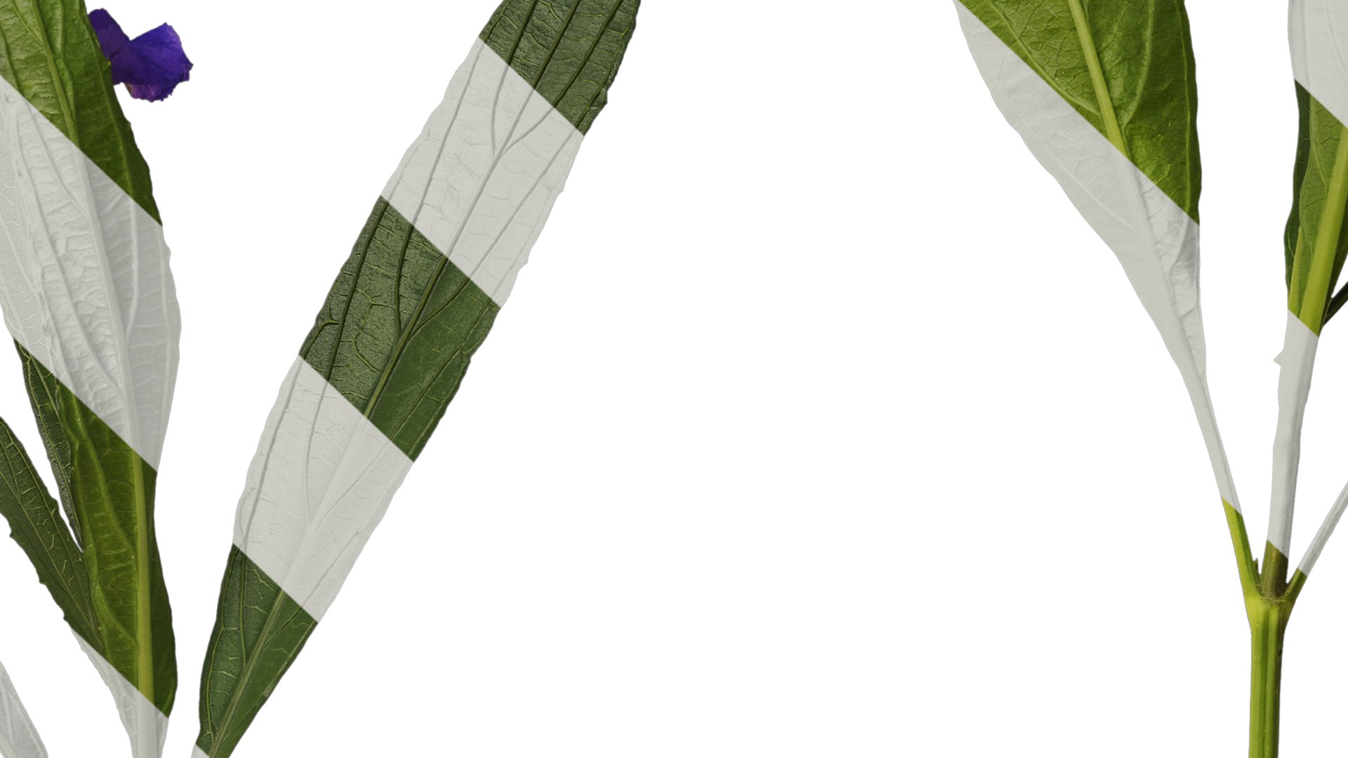 3D Anydrafts Ruellia Simplex Atlas 04 Textures - TurboSquid 2358479