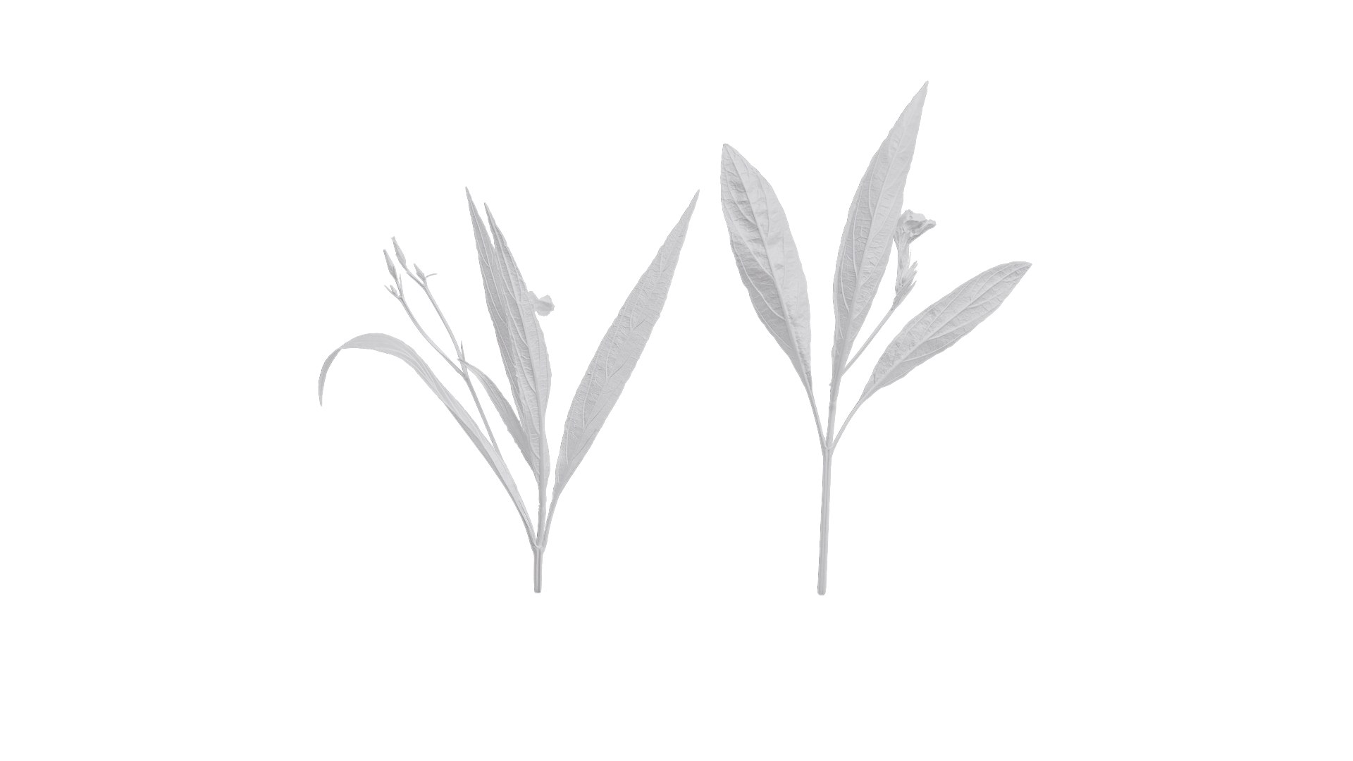 3D Anydrafts Ruellia Simplex Atlas 04 Textures - TurboSquid 2358479