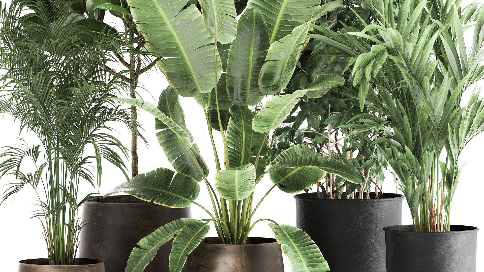 Houseplants in a rust flowerpot for the interior 978 3D model https://p.turbosquid.com/ts-thumb/IP/CgsHzf/Qr/1plants1905202102/jpg/1621509841/1920x1080/fit_q87/1fd3b76952414ba0c9f1580b5bc28bebde33da83/1plants1905202102.jpg