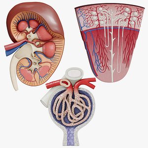 3D model Collection of professional human kidney structure components