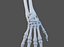 Wrist Joint Ligaments