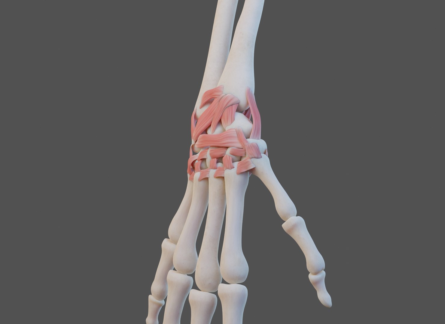 3D model Wrist Joint Ligaments https://p.turbosquid.com/ts-thumb/IP/OxaFz7/LU/wrist_0060/jpg/1661808464/1920x1080/fit_q87/062a0a48f338214319f4768fb679097a7a559268/wrist_0060.jpg