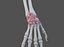 Wrist Joint Ligaments