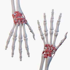3D model Wrist Joint Ligaments