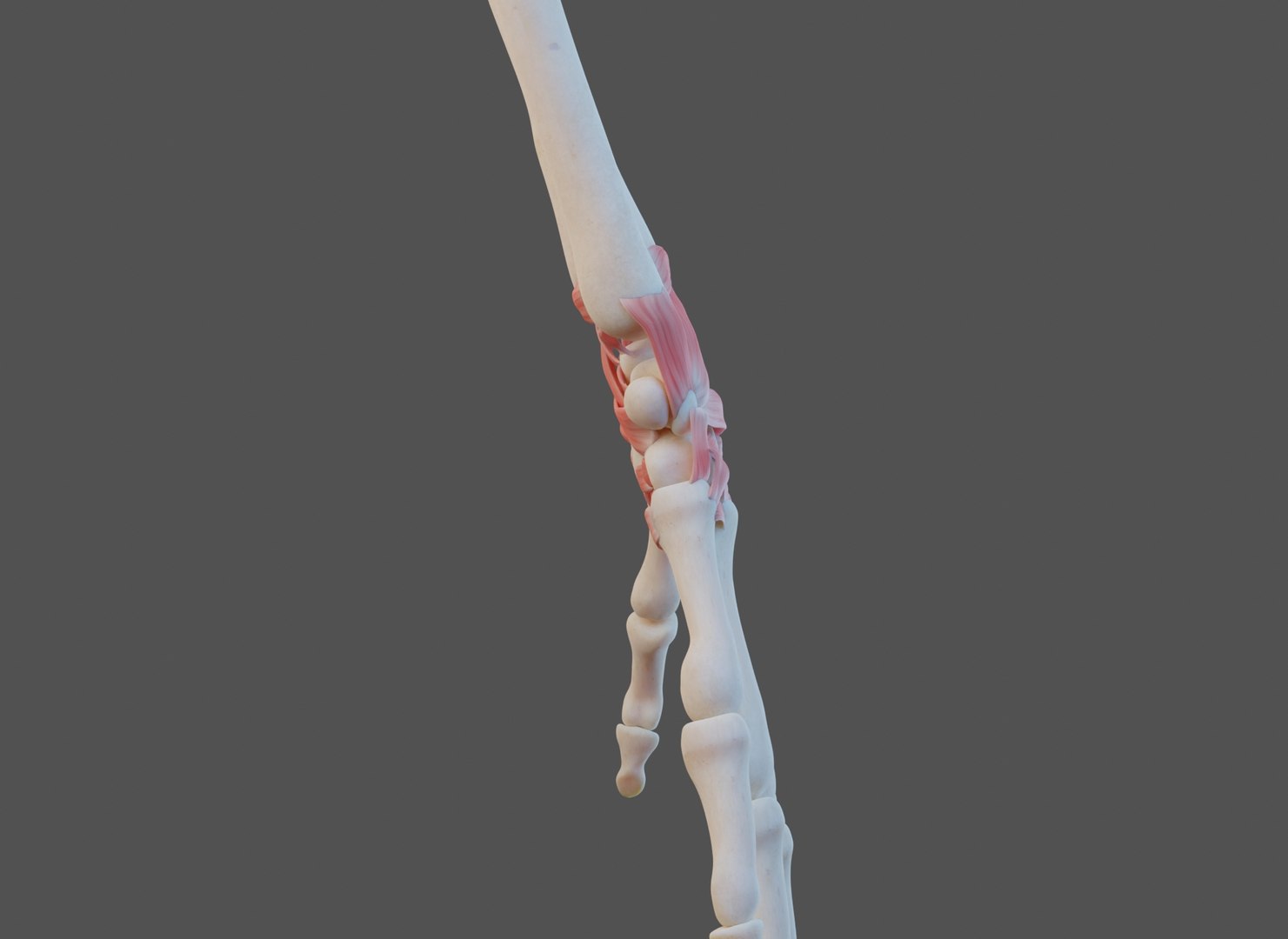 3D model Wrist Joint Ligaments https://p.turbosquid.com/ts-thumb/IP/OxaFz7/pn/wrist_0015/jpg/1661808459/1920x1080/fit_q87/3949d1bdb837c83ddcd9f42c06c8f3b829ce34bc/wrist_0015.jpg