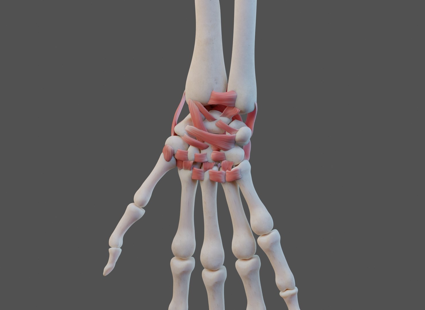 3D model Wrist Joint Ligaments https://p.turbosquid.com/ts-thumb/IP/OxaFz7/yh/wrist_0030/jpg/1661808461/1920x1080/fit_q87/cd984ecc55d9be652a007563525690767d70c97e/wrist_0030.jpg
