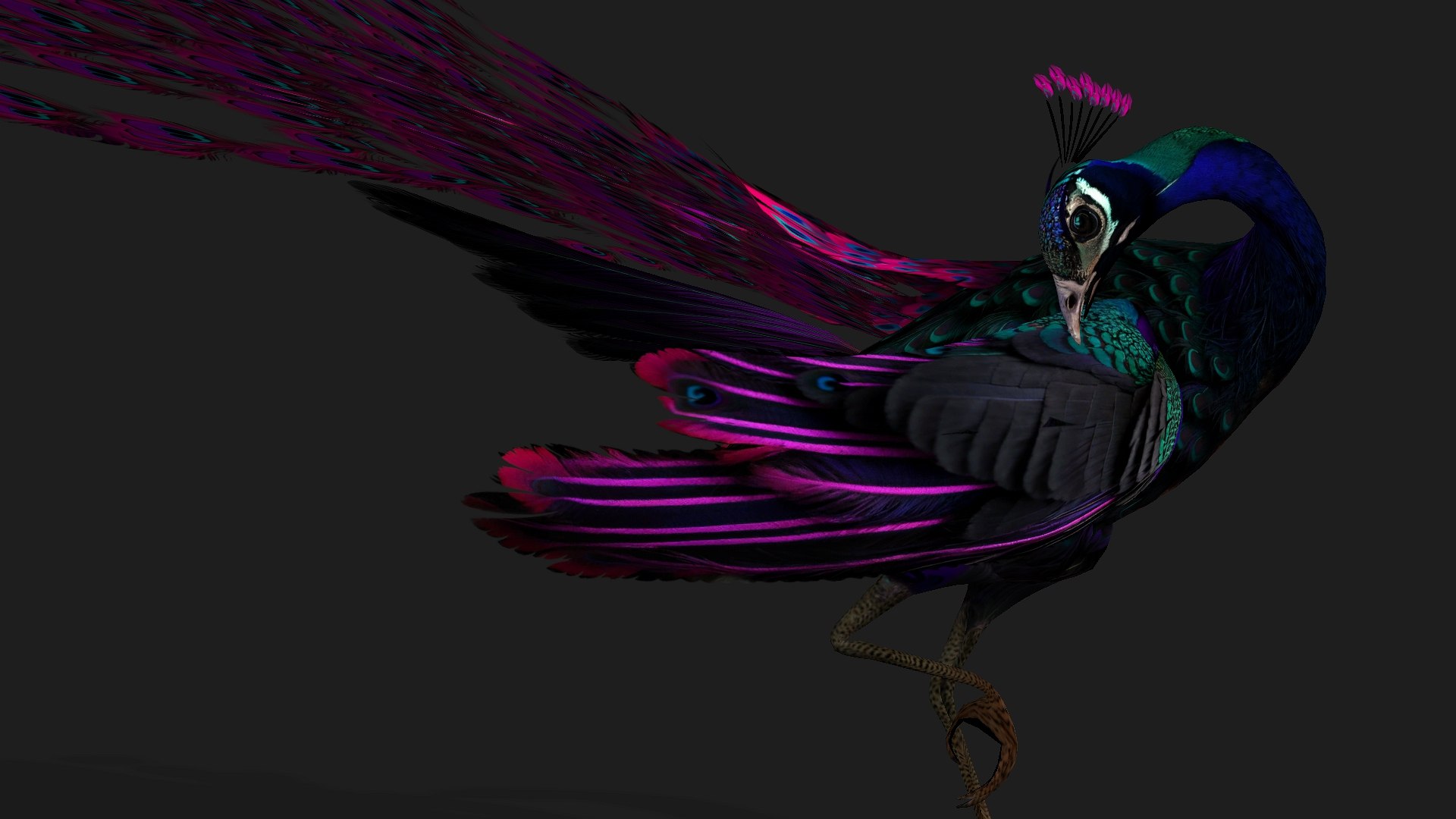 Peacock Black-A2 model https://p.turbosquid.com/ts-thumb/IP/VnOypX/es/preview5/jpg/1759117827/1920x1080/fit_q87/e4759880decff6e844fa3217795b4ff0b1ca697f/preview5.jpg