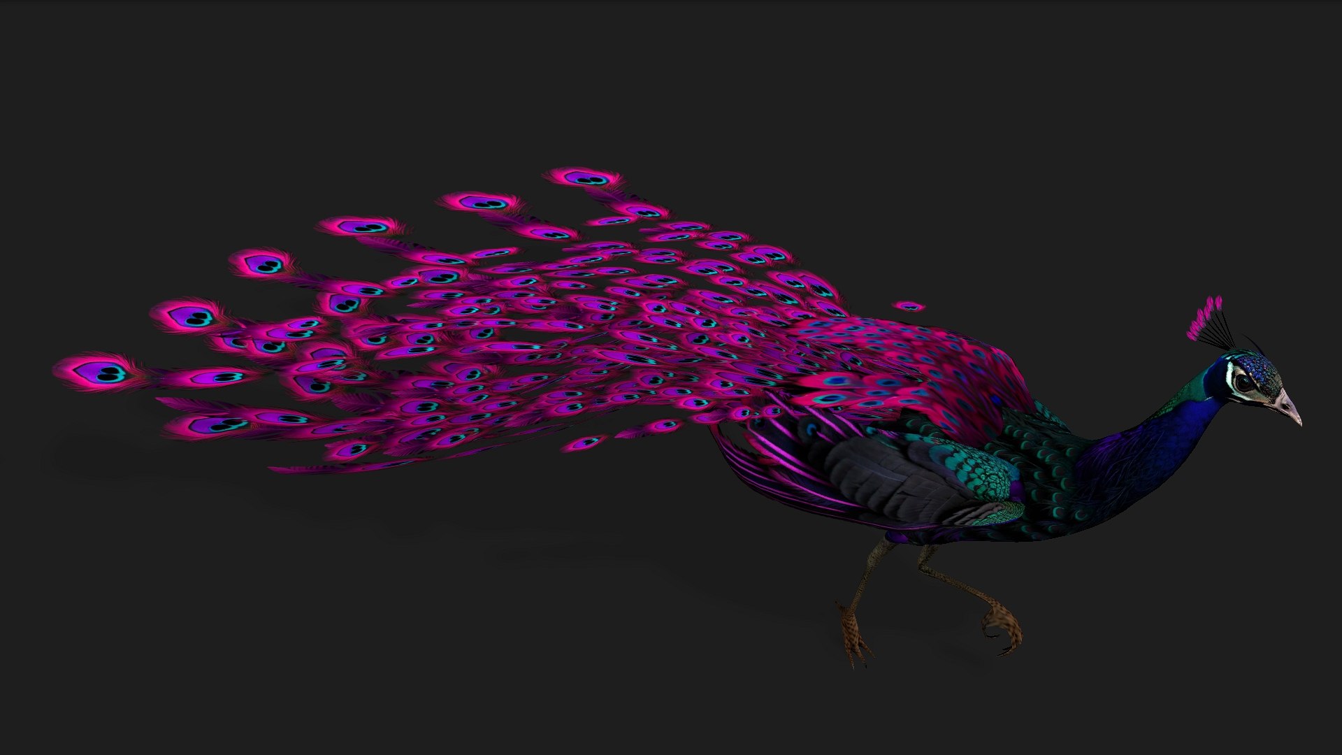 Peacock Black-A2 model https://p.turbosquid.com/ts-thumb/IP/VnOypX/jf/preview15/jpg/1759117835/1920x1080/fit_q87/c2e6263b00a9910370d4dd81e3688d1be6de4b99/preview15.jpg