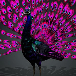 Peacock Black-A2 model