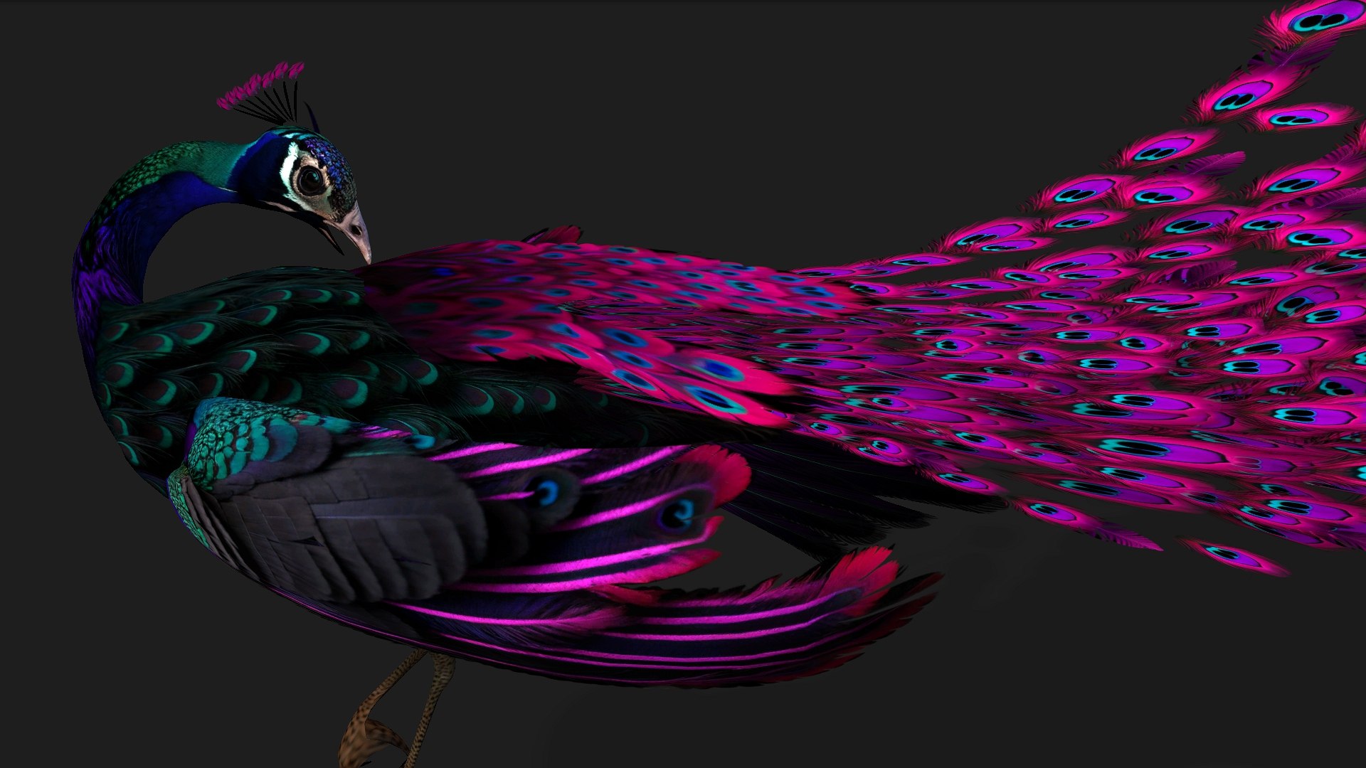 Peacock Black-A2 model https://p.turbosquid.com/ts-thumb/IP/VnOypX/zb/preview7/jpg/1759117829/1920x1080/fit_q87/6f51da008dc6bc5cd44c6f324fbd2a30a868cebd/preview7.jpg