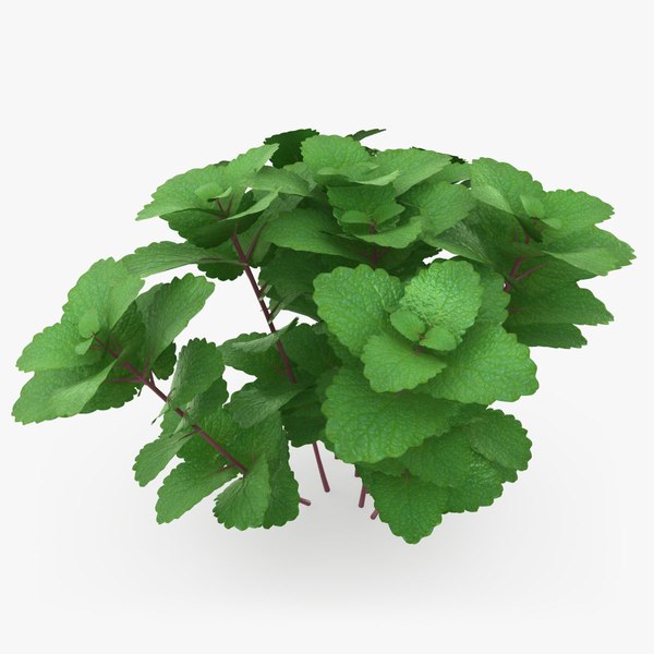 Mint Plant model