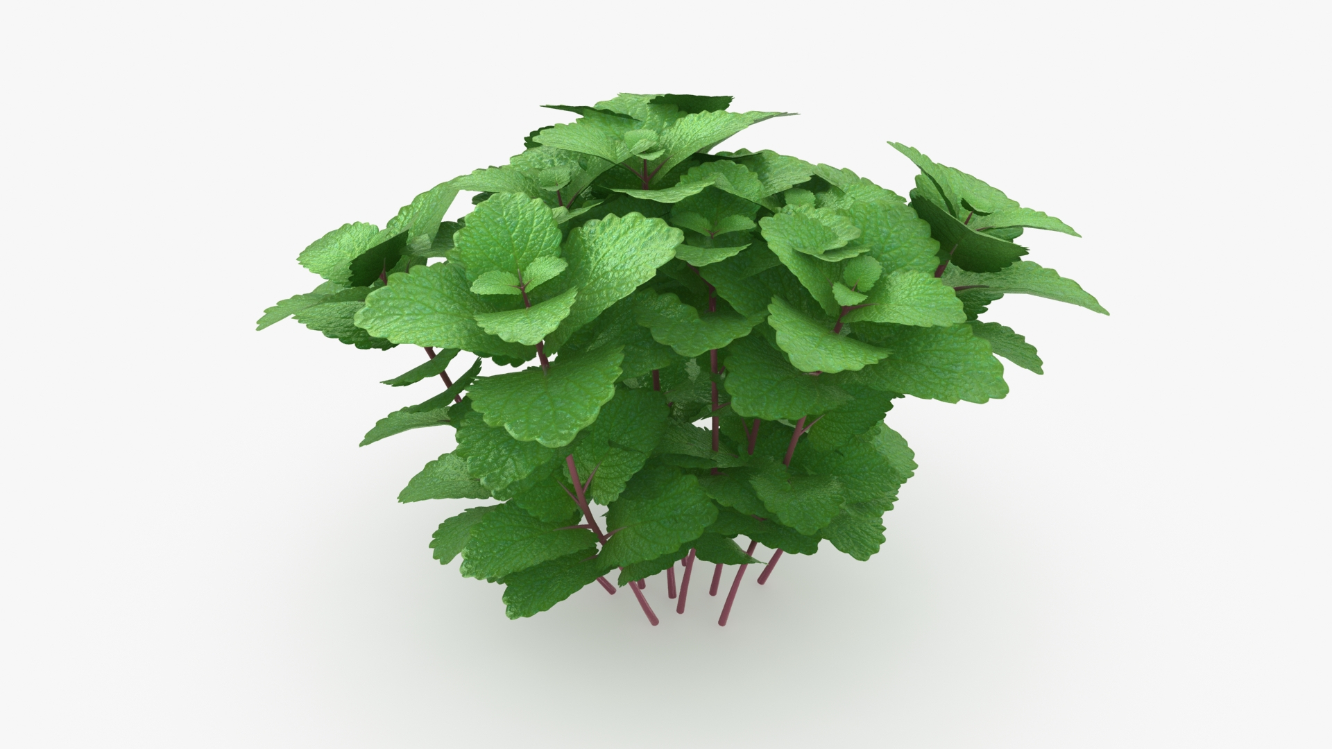Mint Plant Model - TurboSquid 1963263
