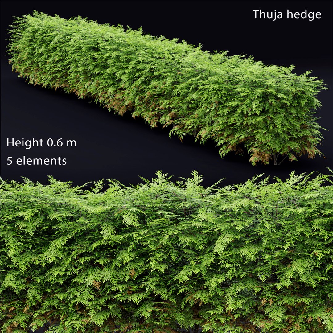 Thuja hedge 3D model - TurboSquid 1700833
