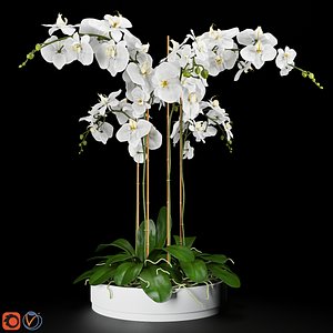 orchid arrangement 3d max