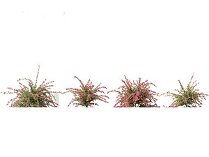 Bougainvillea glabra - Lesser bougainvillea 06 model