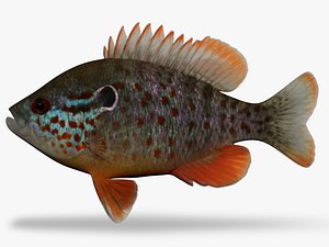 Lepomis humilis sunfish