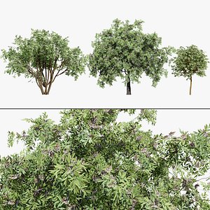 Tarchonanthus Camphoratus 3D Plant Model 3D model