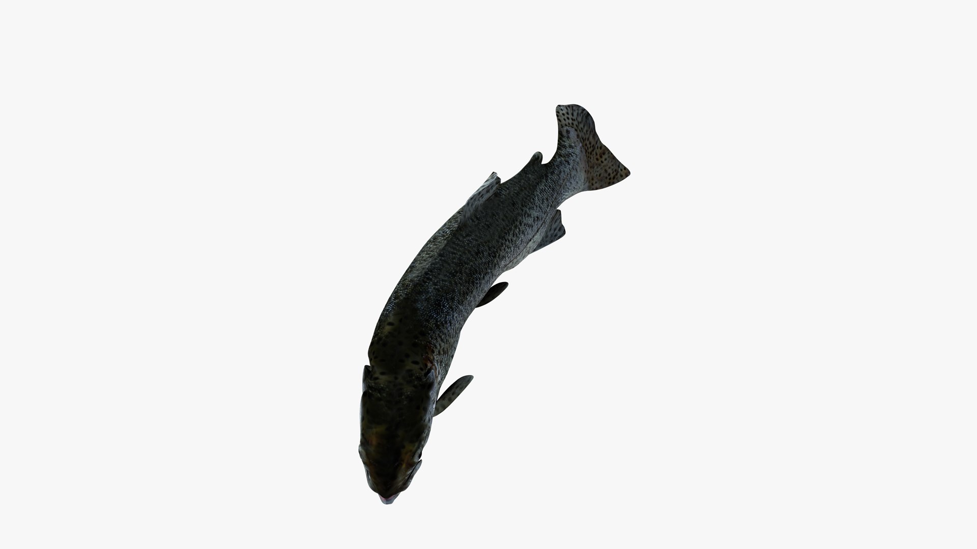 Trout Kitchen Ready Upright 3D - TurboSquid 2315994