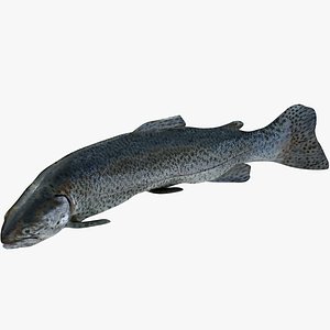 Trout Kitchen Ready Upright
