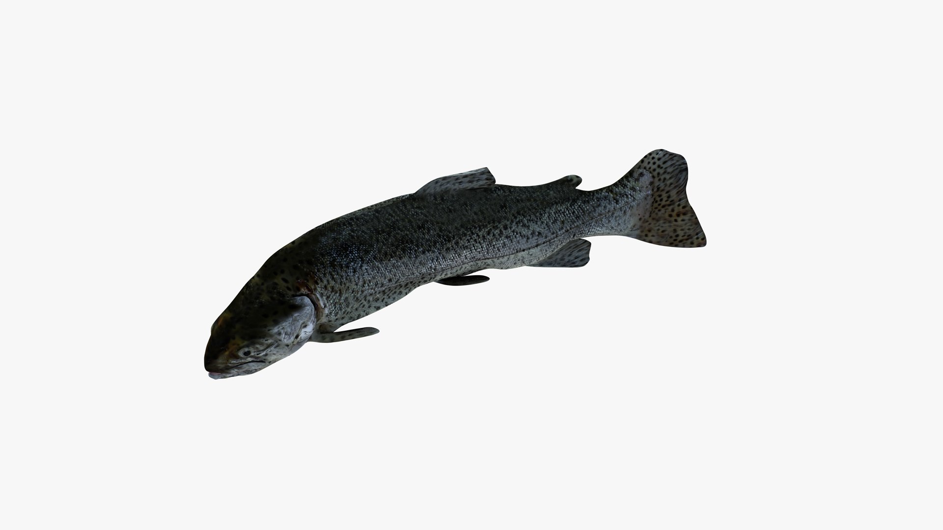 Trout Kitchen Ready Upright 3D - TurboSquid 2315994