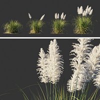 Cortaderia selloana collection