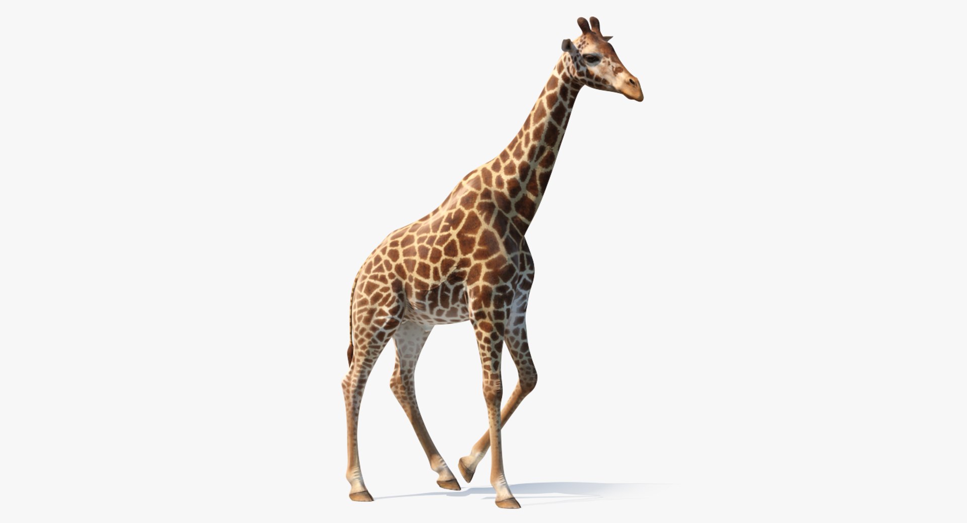 African Giraffe Walking Pose 3D Model preview