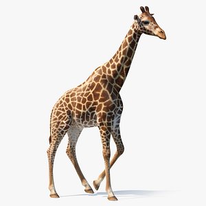 African Giraffe Walking Pose 3D Model
