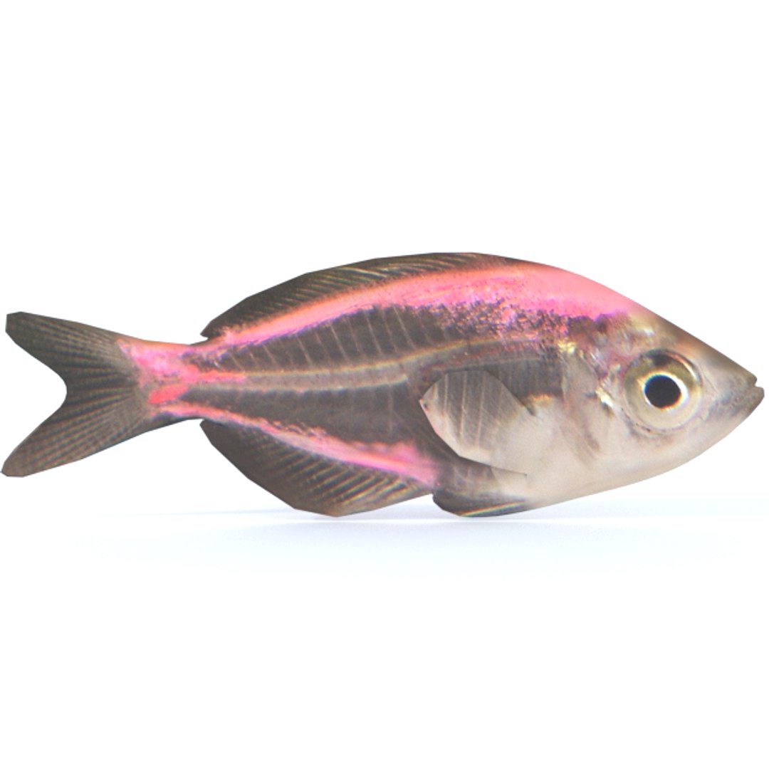 3D Model Crystal Catfish TurboSquid 1319845