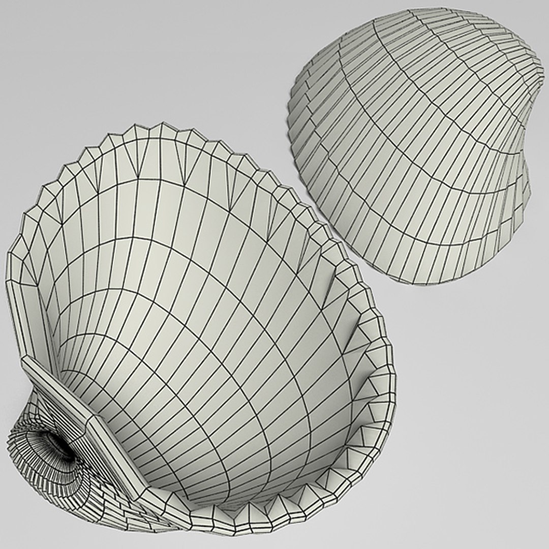 3d ark cockle seashell https://p.turbosquid.com/ts-thumb/IQ/SkDkON/4QZ6RfGn/ark_12/jpg/1289429150/1920x1080/fit_q87/36526501c1f5e827505e4fd263df69a64a7bd74d/ark_12.jpg