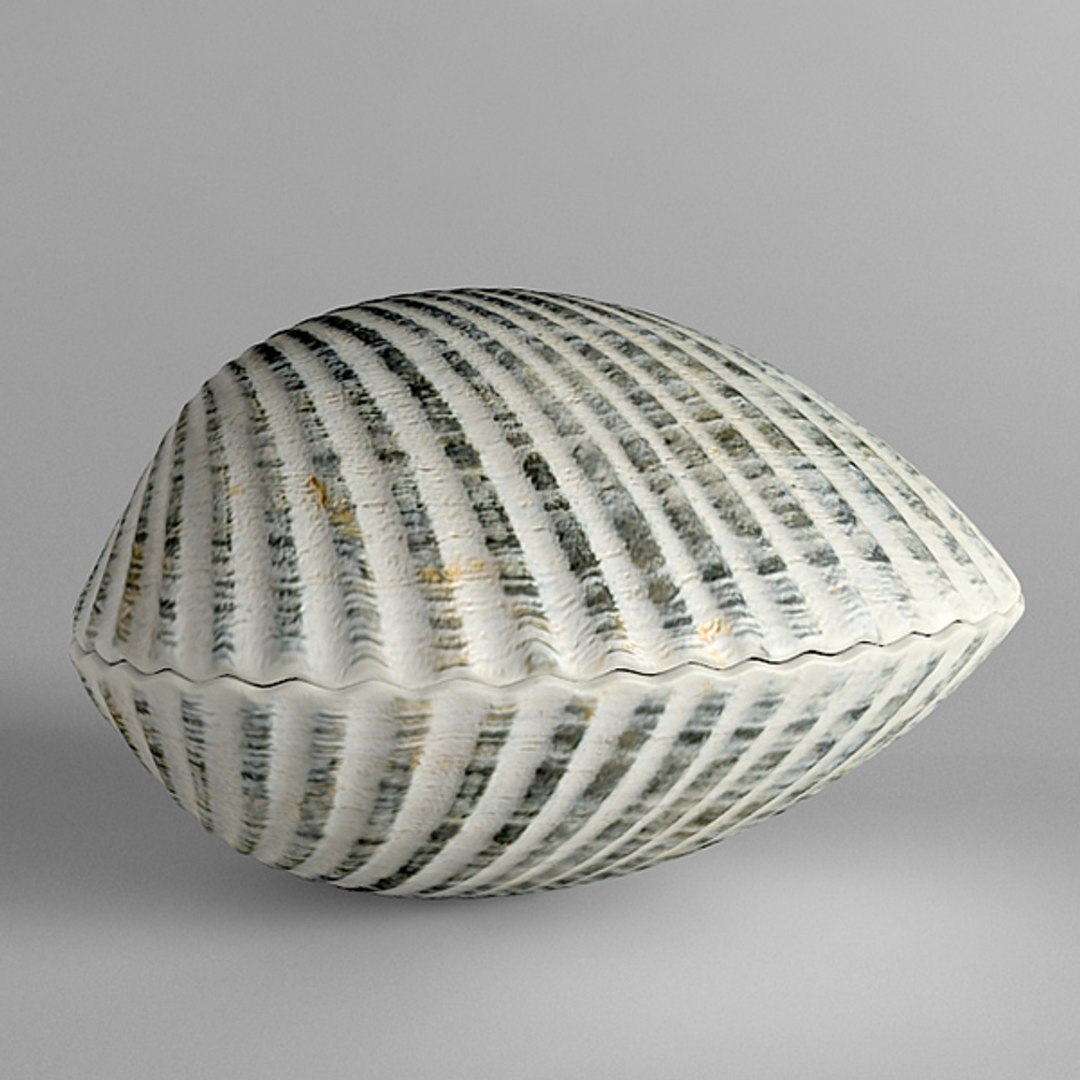 3d ark cockle seashell https://p.turbosquid.com/ts-thumb/IQ/SkDkON/Iy5LTcpG/ark_06/jpg/1289429150/1920x1080/fit_q87/976f47272dd89ed366e0740b90c15226a2fe5c0f/ark_06.jpg