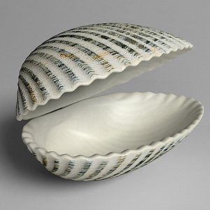 3d ark cockle seashell
