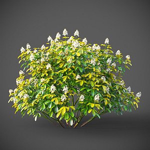 3D XfrogPlants Mexican Orange Blossom - Choisya Ternata Sundance