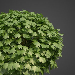 3D model plants norway maple pbr