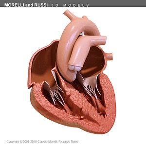 morelli heart section 3d model