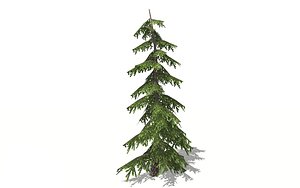 3D realistic pine tree